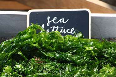 sea lettuce alternative seaweed ingredient foraged sea lettuce alternative seaweed ingredient foraged