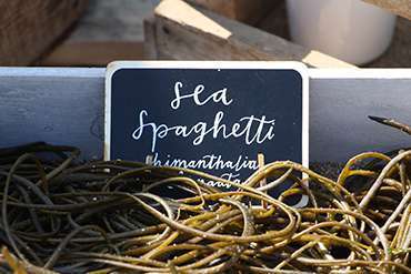 sea spagetti alternative seaweed ingredient foraged sea spagetti alternative seaweed ingredient foraged
