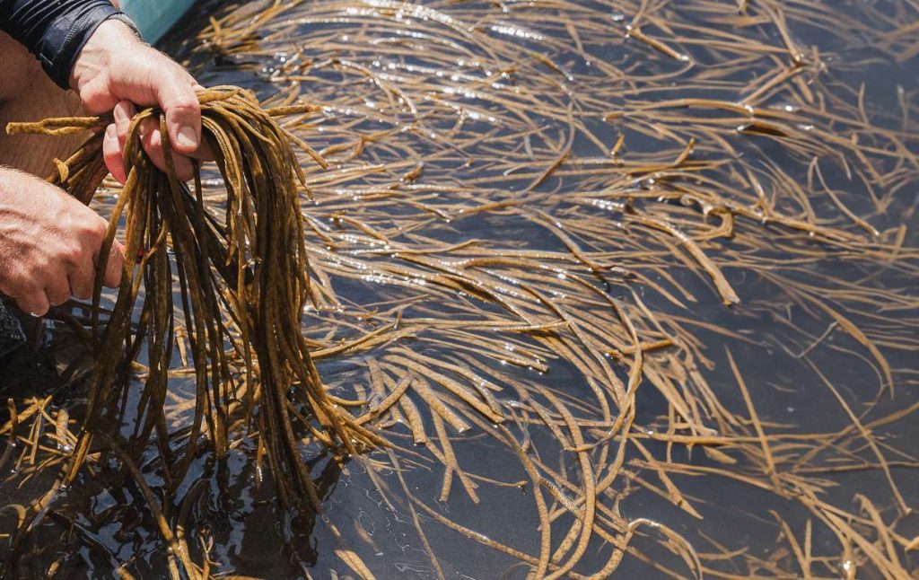 seaweed-bath-science-detox-benefits seaweed-bath-science-detox-benefits