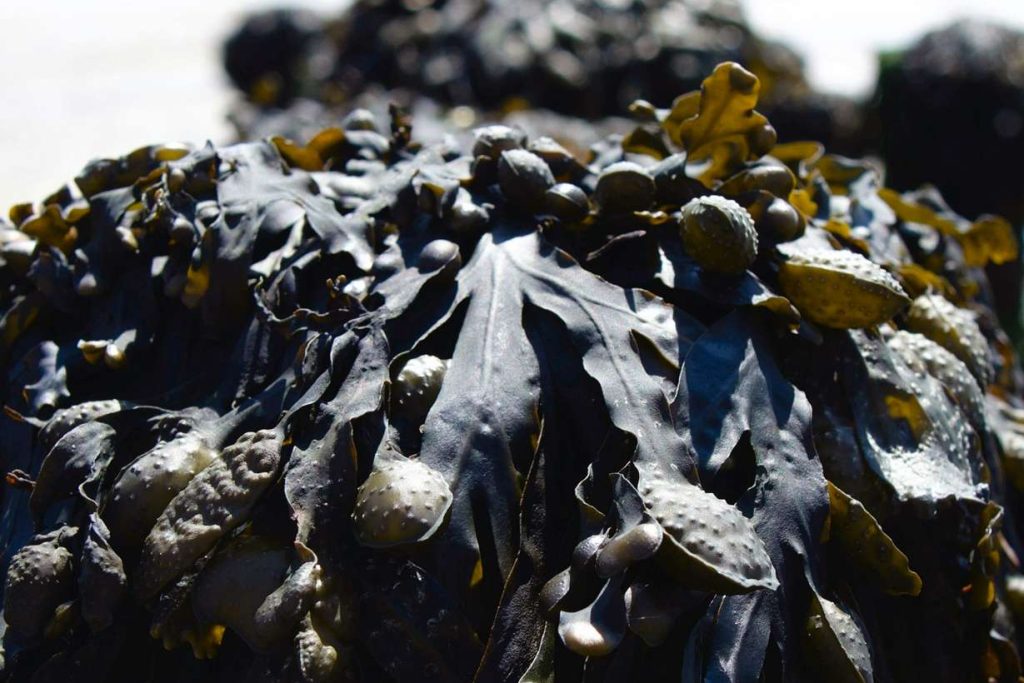 seaweed-skincare-marine-benefits seaweed-skincare-marine-benefits