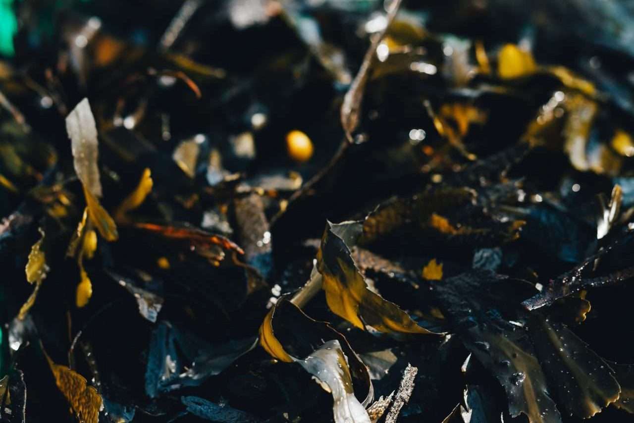 Jo2 seaweed-benefits-spa-beach-relax