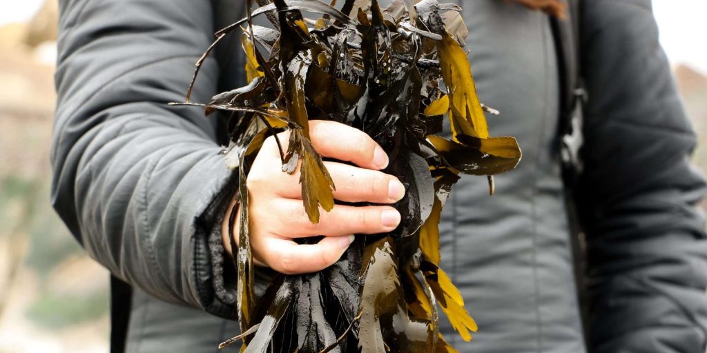 seaweed-bath-science-detox-benefits seaweed-bath-science-detox-benefits