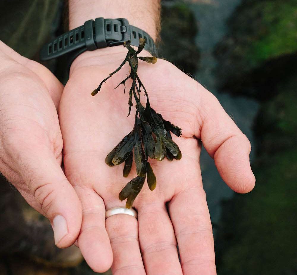 seaweed foraging